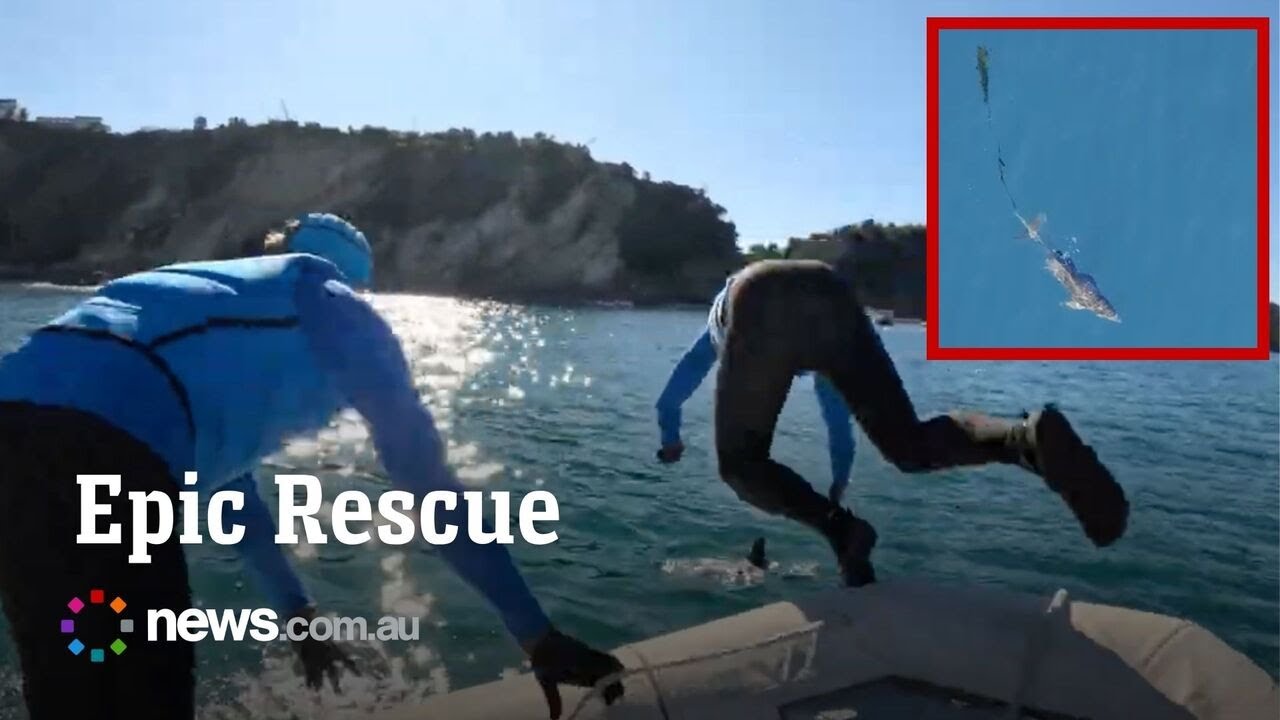 Aussies tackle dolphin calf to remove fishing line