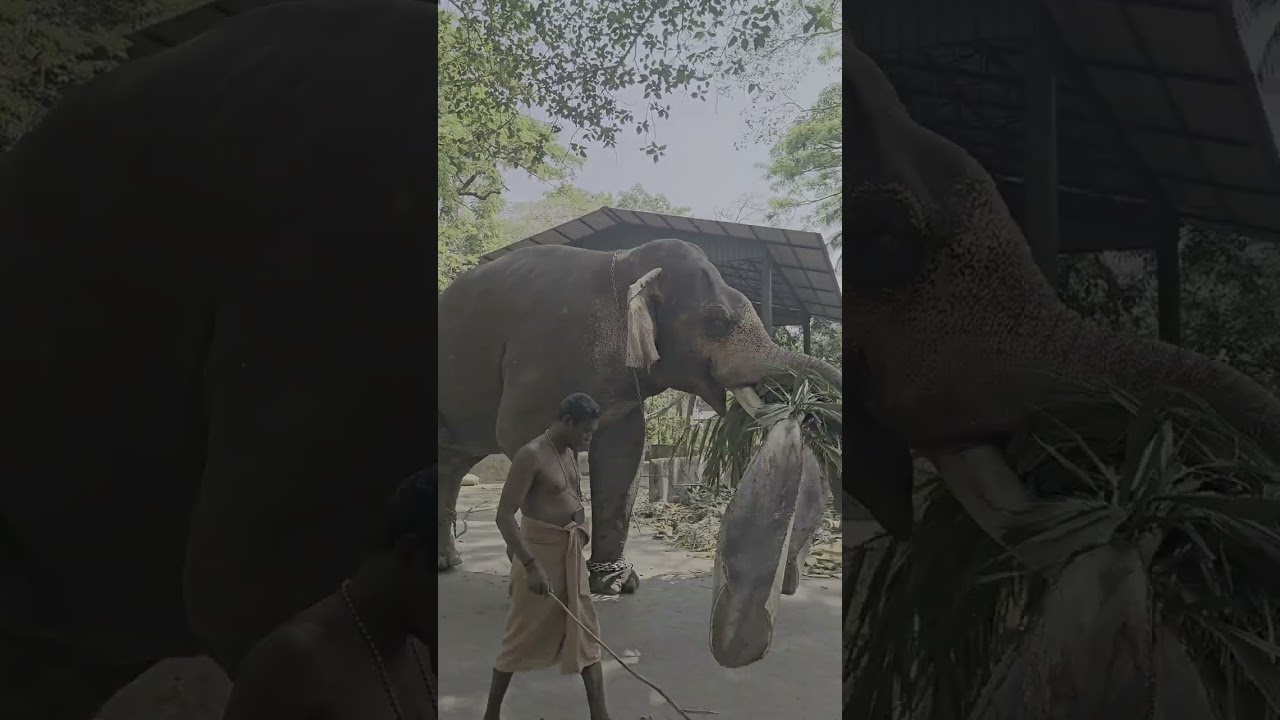 GuruvayooR AnakottA  ElephanT CamP