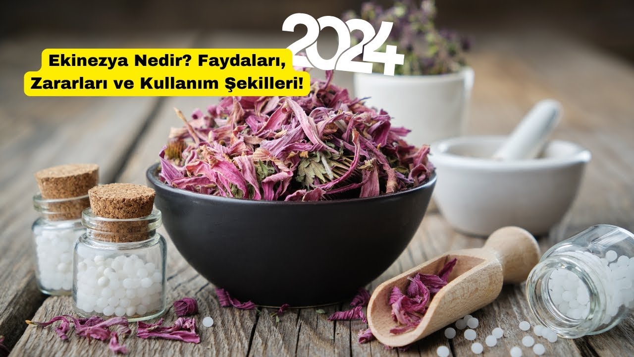Ekinezya Nedir? Faydaları, Zararları ve Kullanım Şekilleri | 2024'te En &Ccedil;ok Konuşulan Bitki!