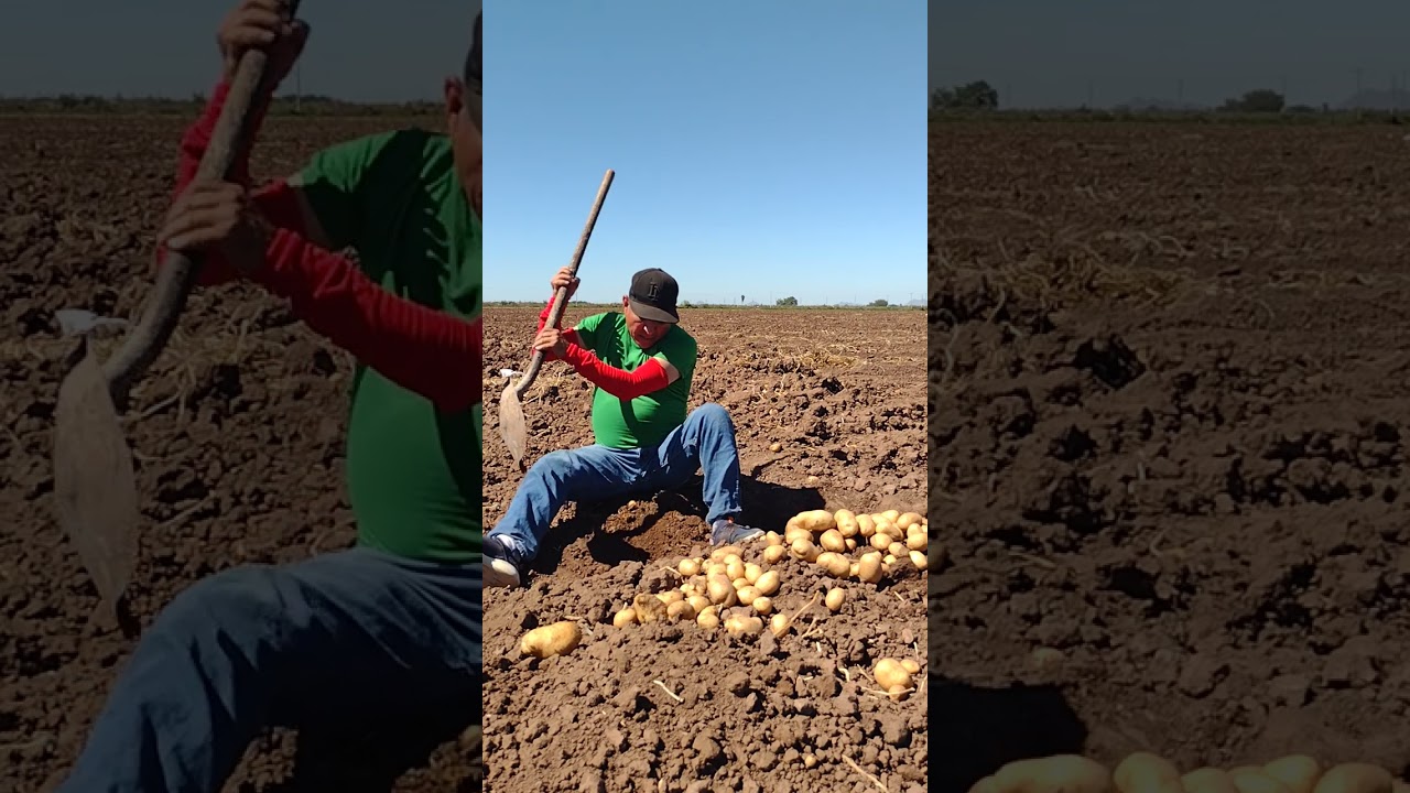 El chuco elizalde Cosechando papá desde el ejido 9 de diciembre 