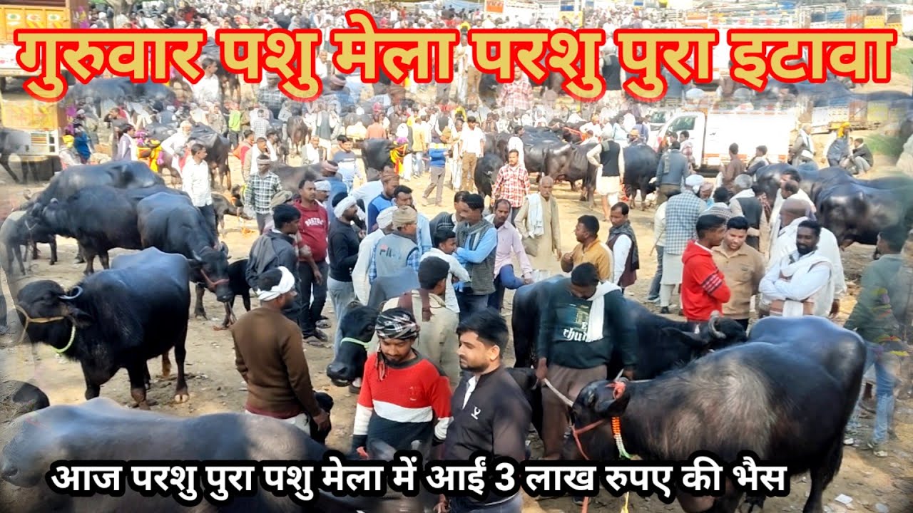 Parshupura pashu Mela || मेला आई 3 लाख की भैंस गुरुवार फरवरी 2026 परशु पुरा पशु मेला || #pashumandi