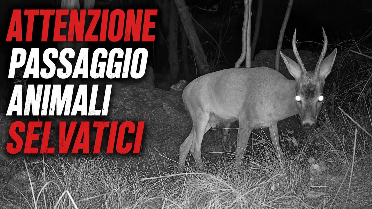 ATTENZIONE ⚠️ attraversamento animali davanti alla fototrappola!!!