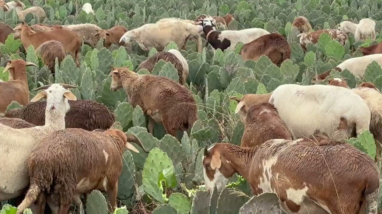 PASTEJO DE PALMA COM OVELHAS