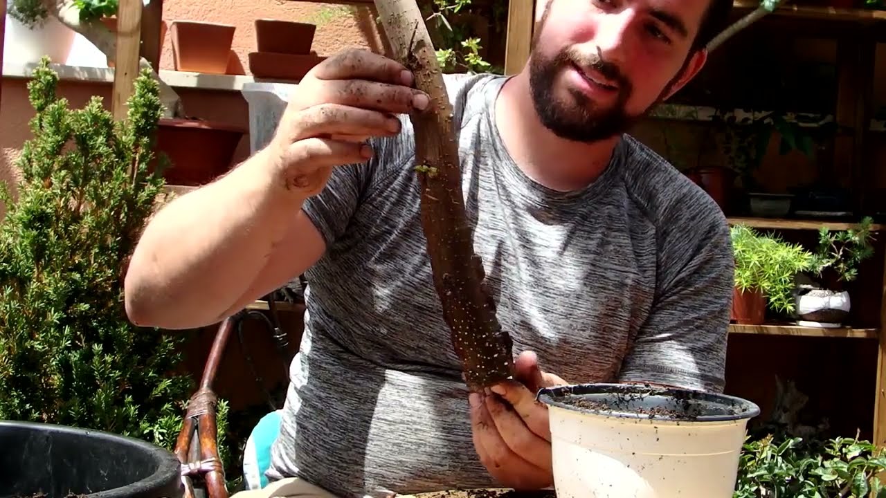 Cómo Enraizar Estacas de Bugambilia para Bonsai - Parte 1