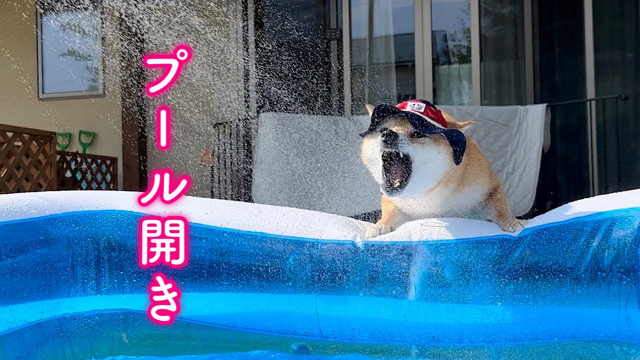プール開きをしたら楽しすぎて暴走しちゃった柴犬が可愛すぎました