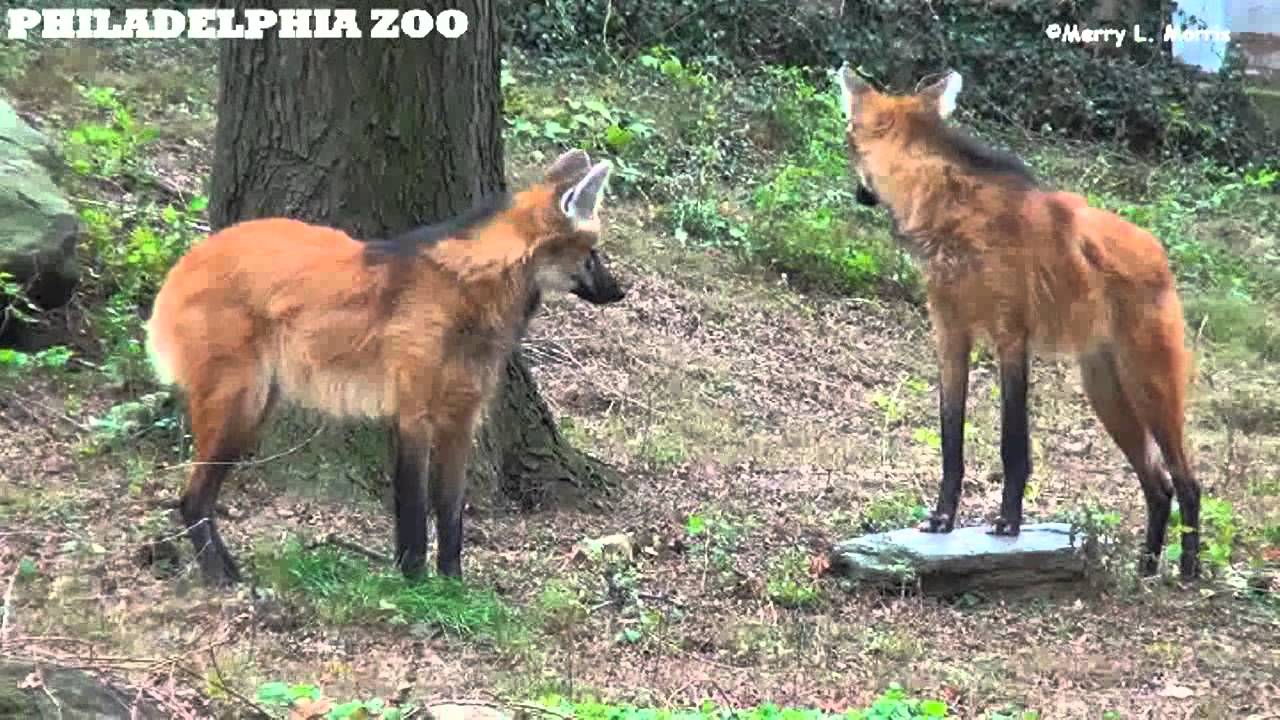 Philadelphia Zoo Maned Wolves on Their Birthday