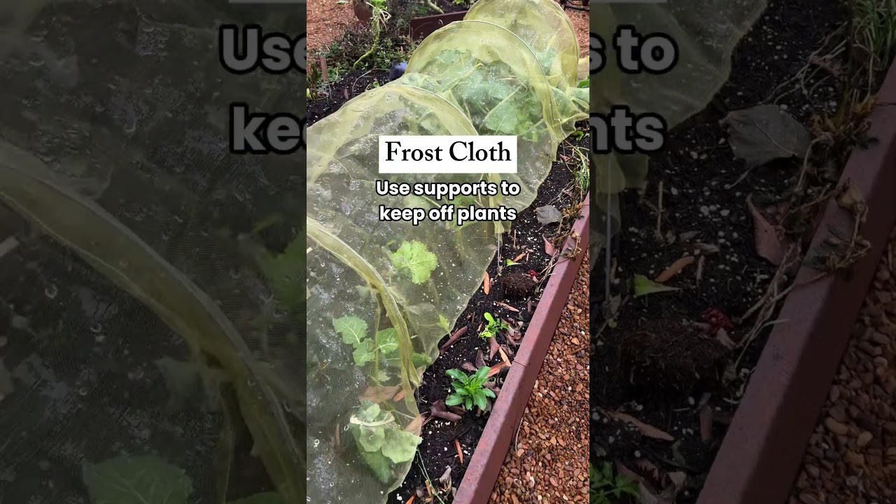 Защита от заморозков &mdash; лучший способ продлить садовый сезон 🌿❄️ #сад #зимнийсад #растения