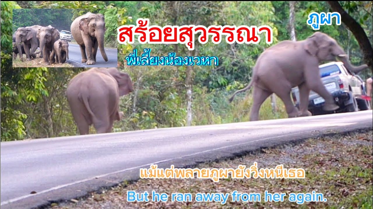 Ep462 สร้อยสุวรรณาภูผายังหนี ครั้งแรกที่พบ#ช้างป่าเขาใหญ่ #elephant #wildlife #news #ท่องเที่ยว#ช้าง