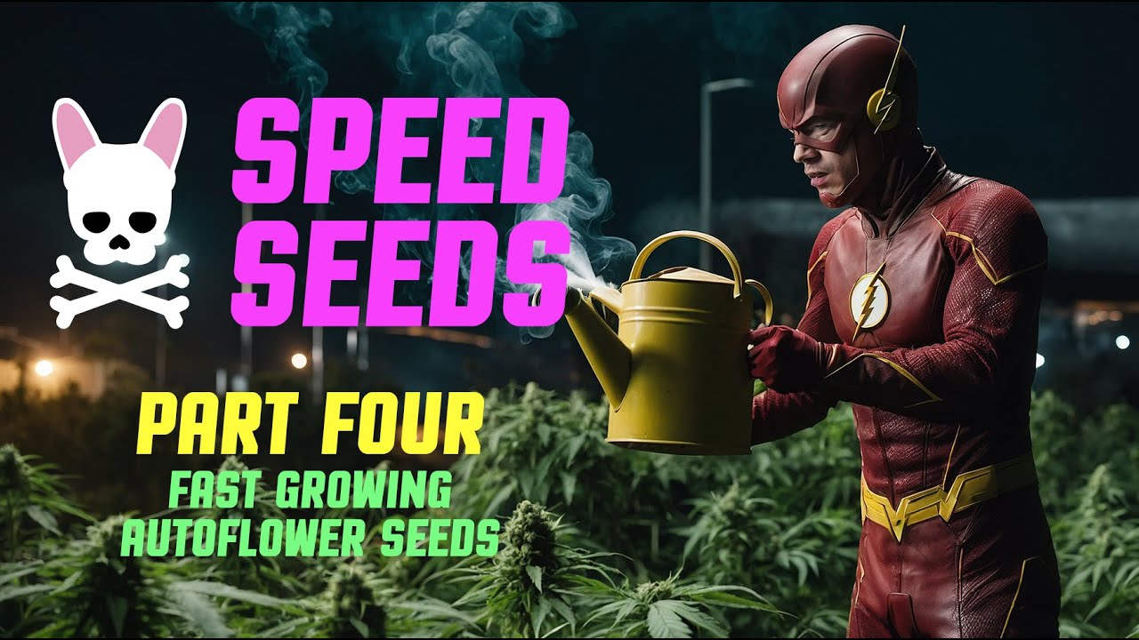 Early Miss Autoflower - Part 4 - Spider Farmer SF2000