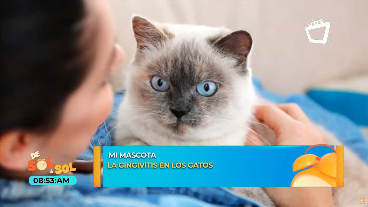 Gingivitis en gatos: qué es y cómo curarla