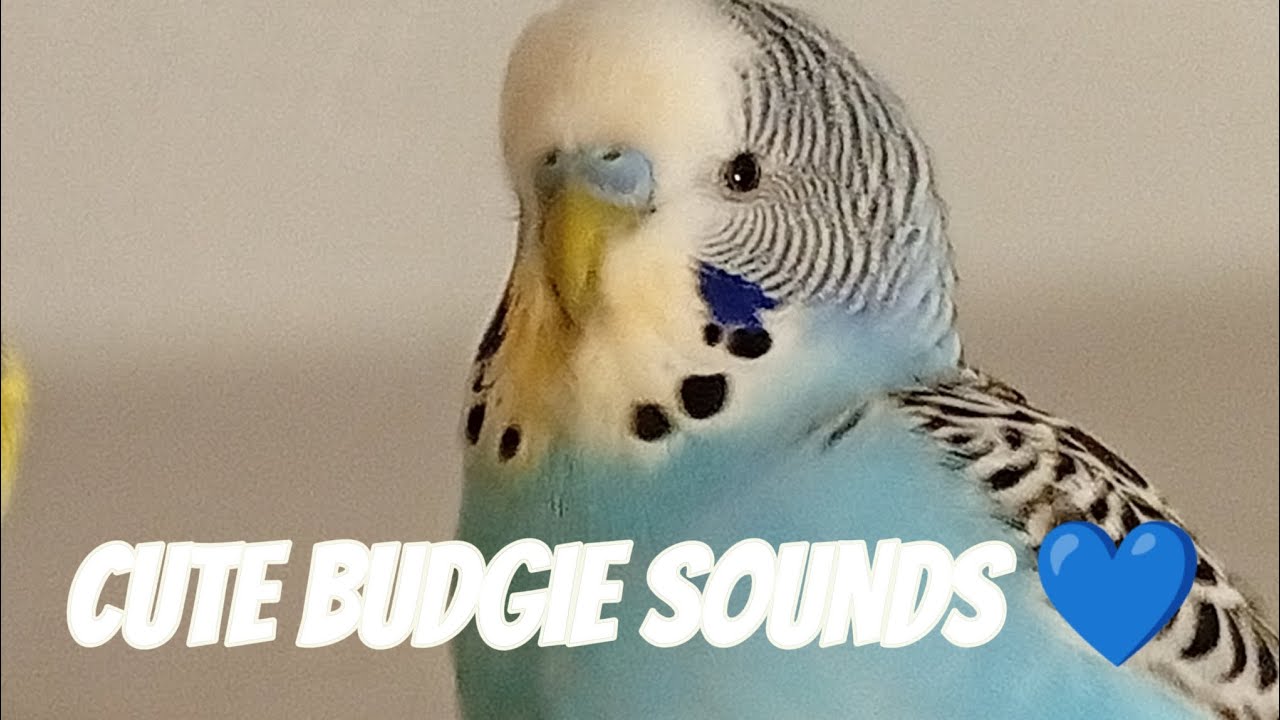 1 hour cute budgie sounds 💙