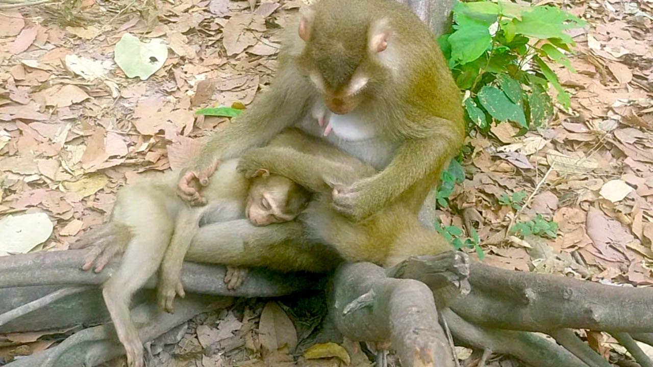 Heartbroken Mother Won't Let Go of Her Limp Baby 😭 An Unbreakable Bond