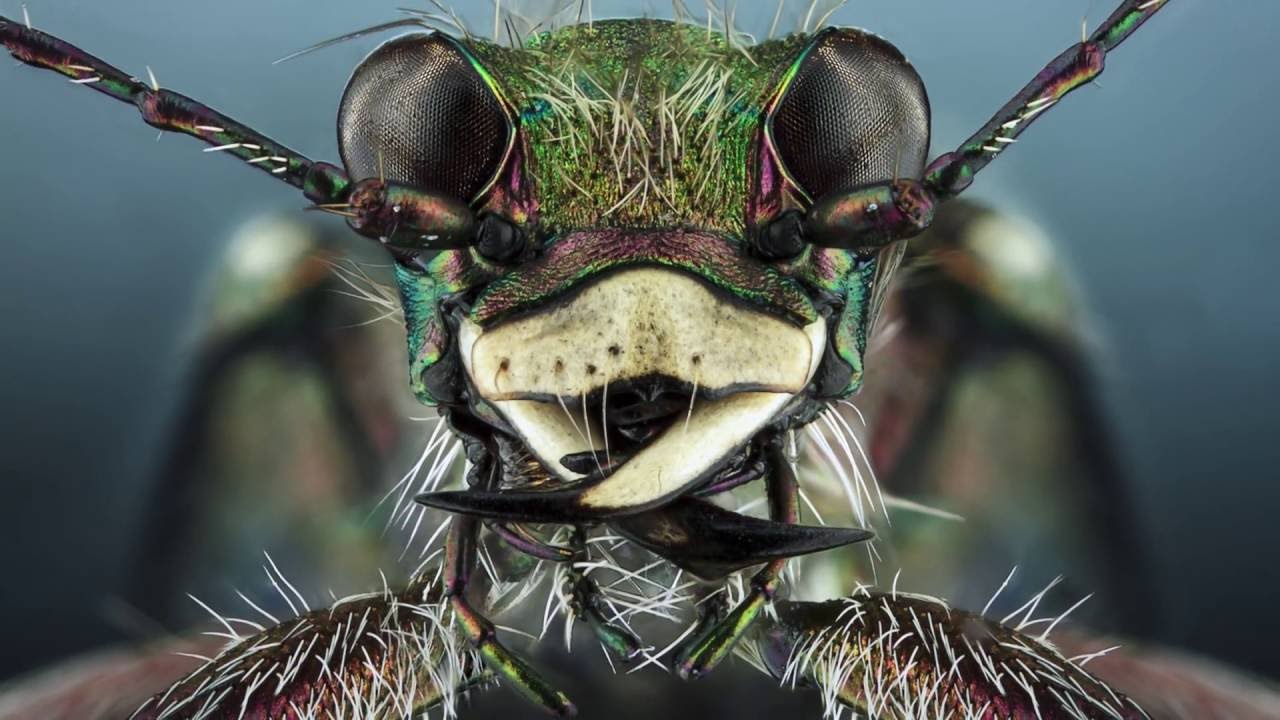 Extreme MacroPhotography