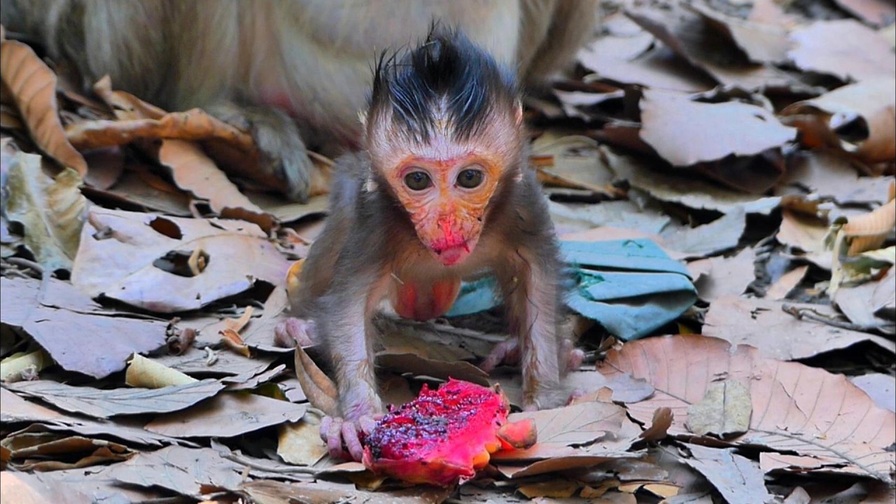 Feeding Baby Sterling Who Needs Extra Milk and Care 💛, | AmberTroop