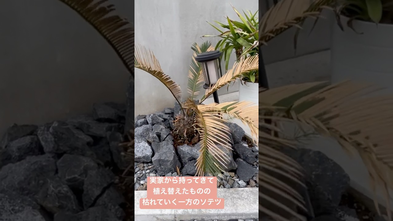 #ソテツ#ソテツ剪定#ソテツの再生#その後
