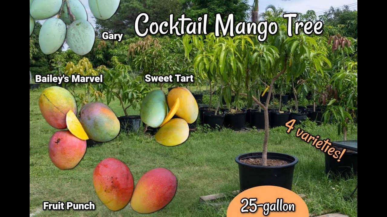 25-gallon Cocktail Mango Tree 4 varieties! Get This Tree!