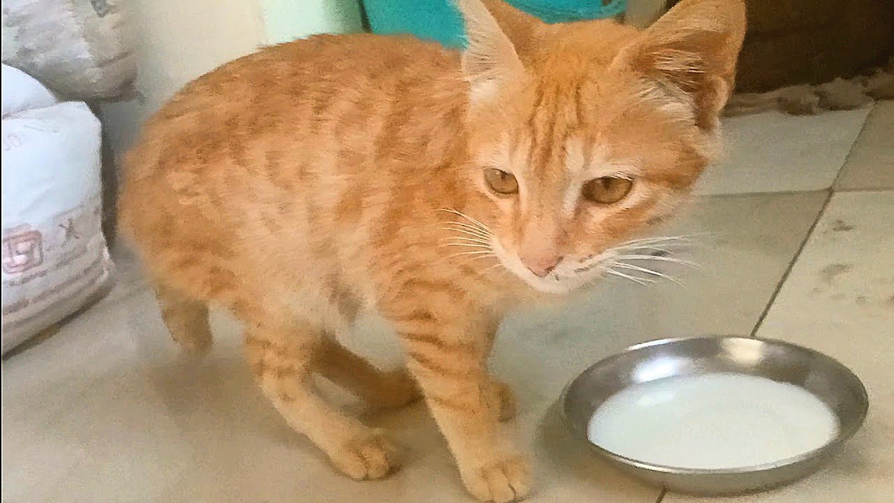 I feed milk to cute rescued kitten 😊