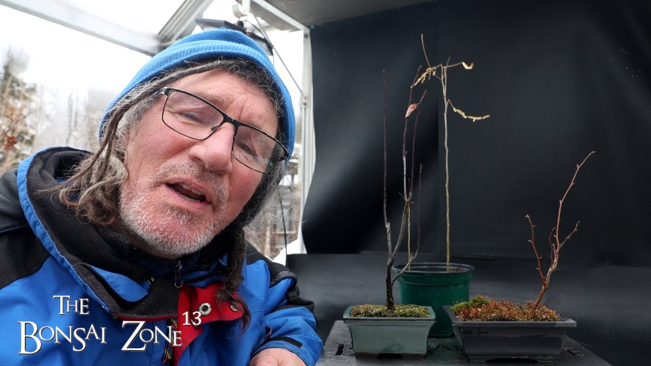 Обрезка граба, дикой яблони и акации, The Bonsai Zone, январь 2026 г.