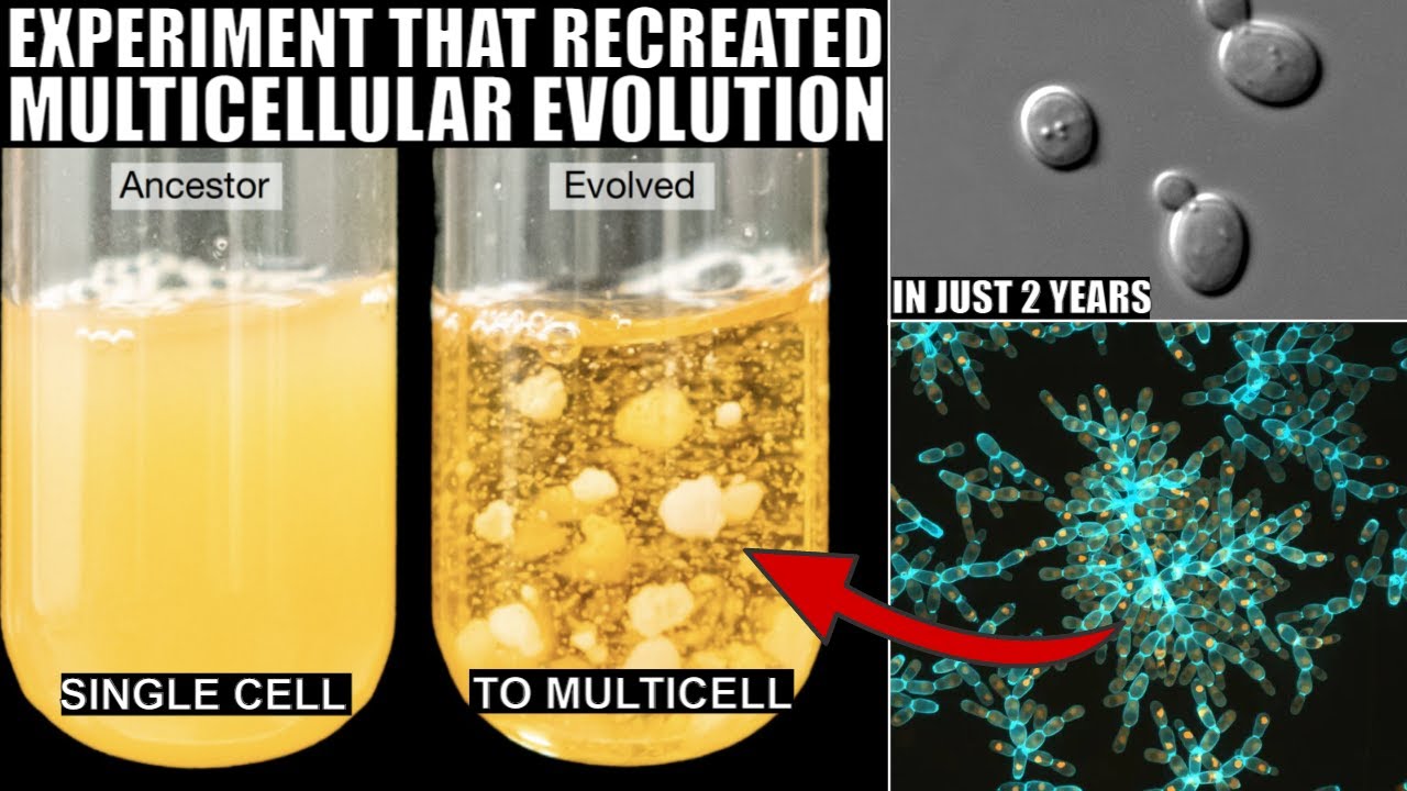 Mind-blowing Experiment Evolved Multicellular Life In Just 600 days