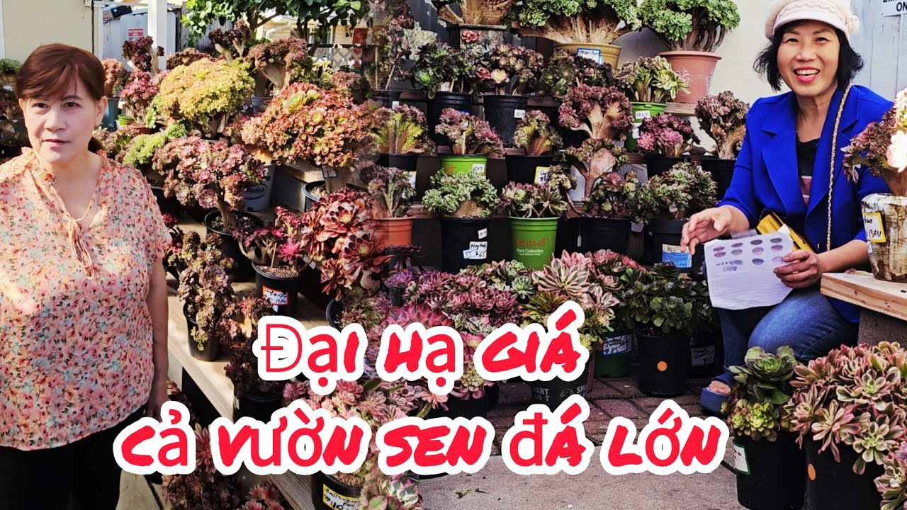 Đại hạ giá tại vườn sen đá rộng lớn của chị Kim ở SanJose 