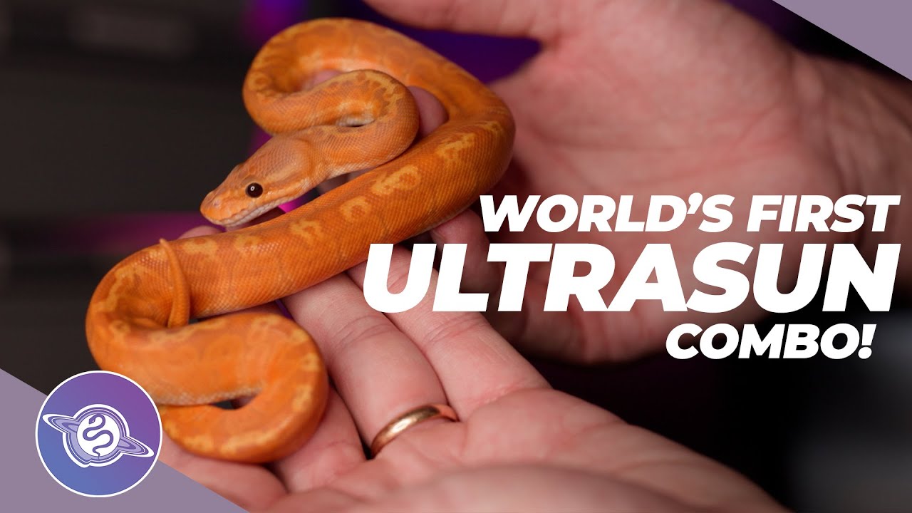 INCREDIBLE World's First SUNSET ULTRAMEL Combo! | #ballpython #snake #reptiles