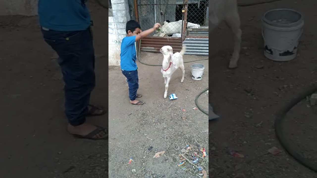 #short video# qurbani karunga