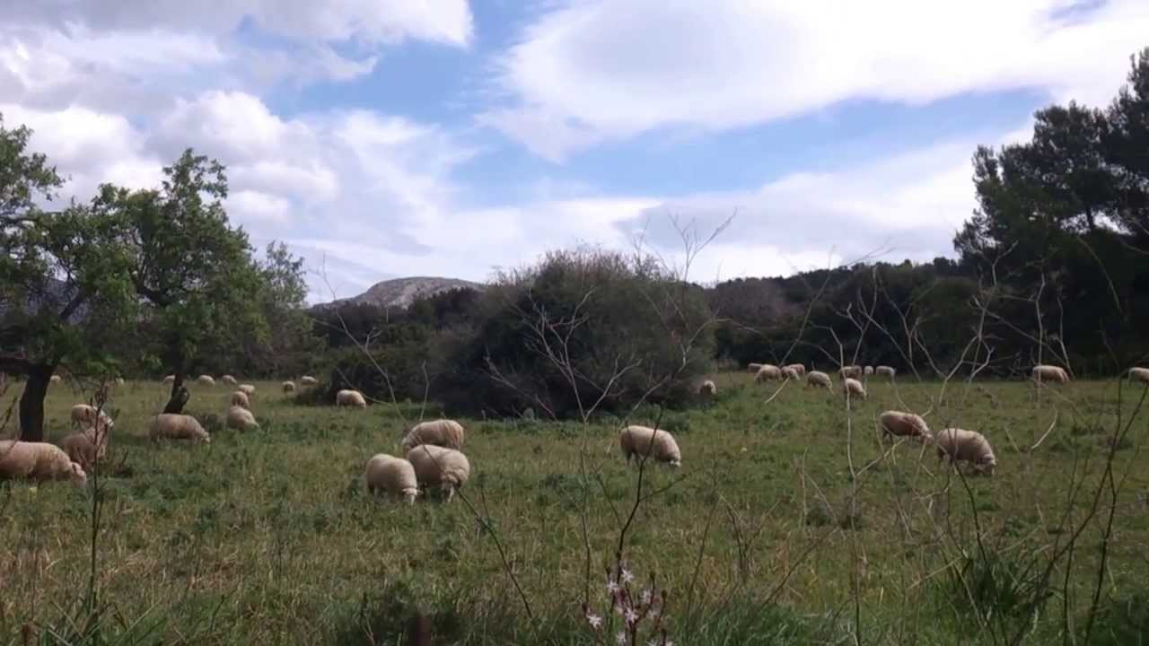 Bells sound of a sheep flock at Mallorca