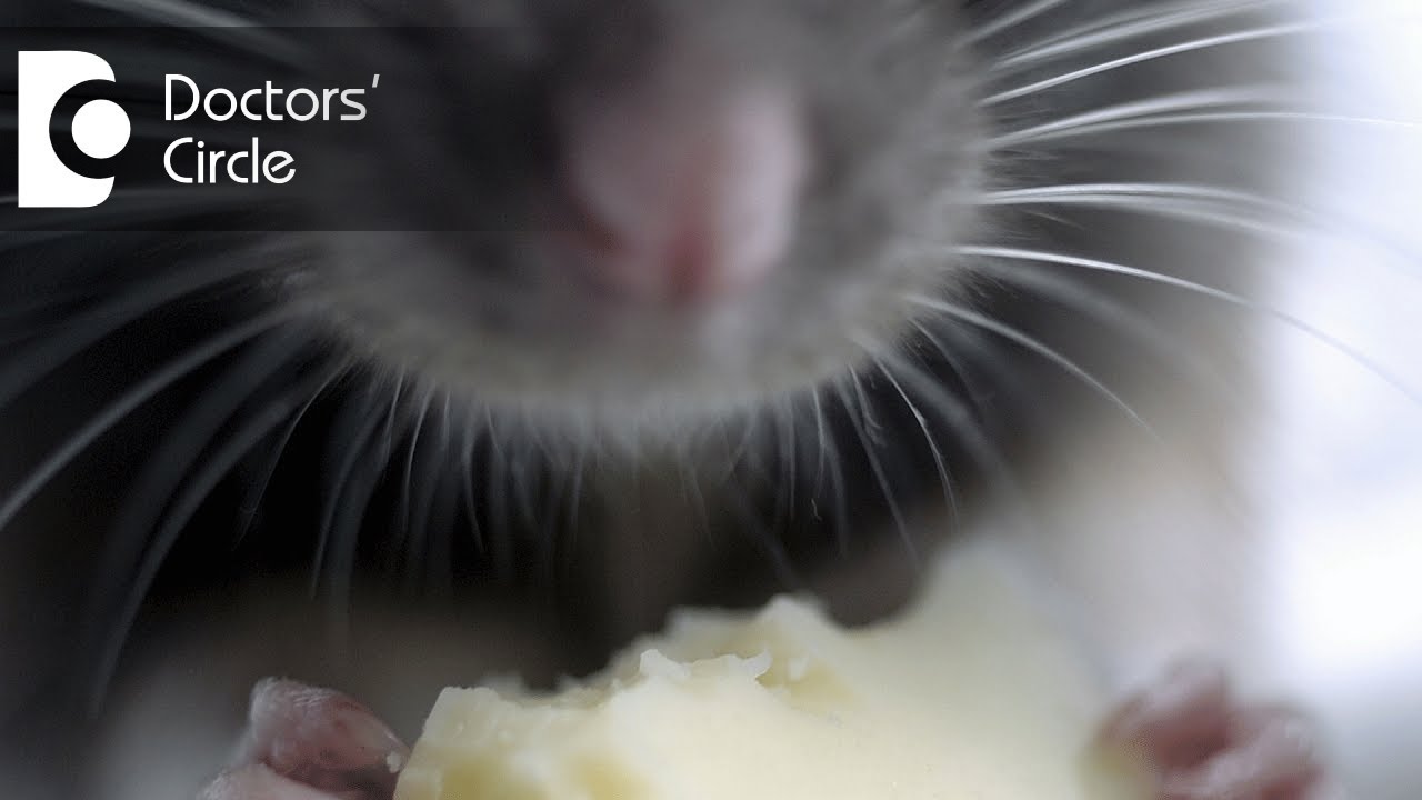 Is it dangerous to consume eatables contaminated by mice? - Dr. Sanjay Gupta