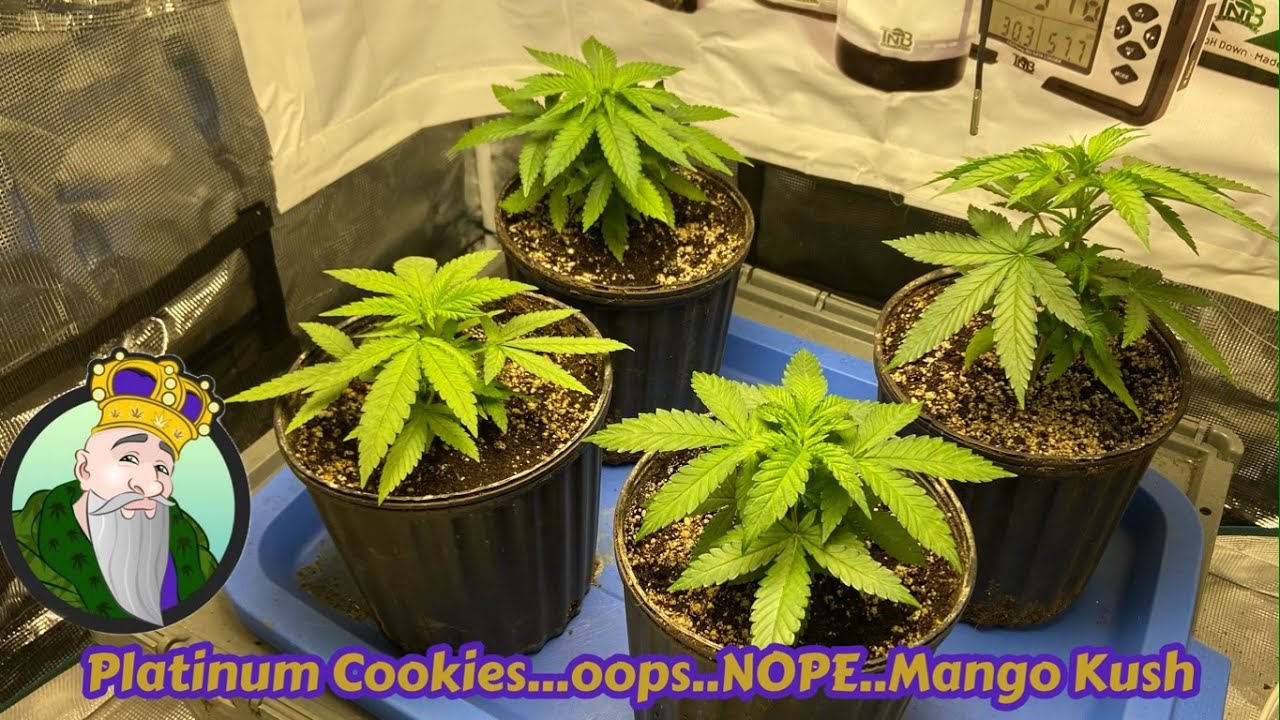 Mars Hydro ts1000, TNB Naturals, Crop King Seeds Mango Kush, AC INFINITY