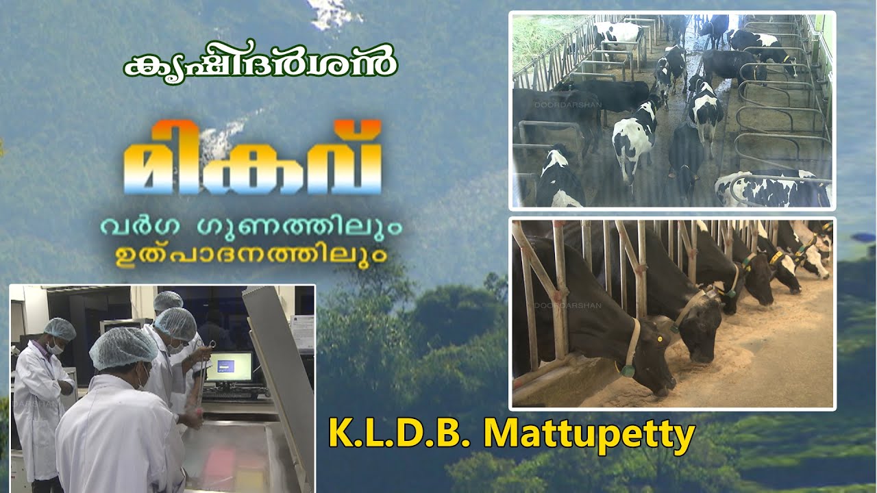 മികവ് വർഗ്ഗഗുണത്തിലും ഉല്പാദനത്തിലും | KLDB Mattupetty | Krishidarshan | DD Thrissur