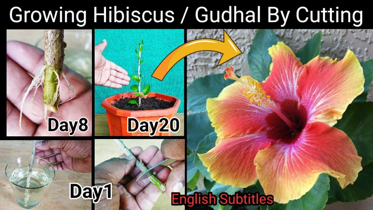 How To Grow Hibiscus Cutting In Water : Secret to Get Maximum Flowers : How to Save dying Plant