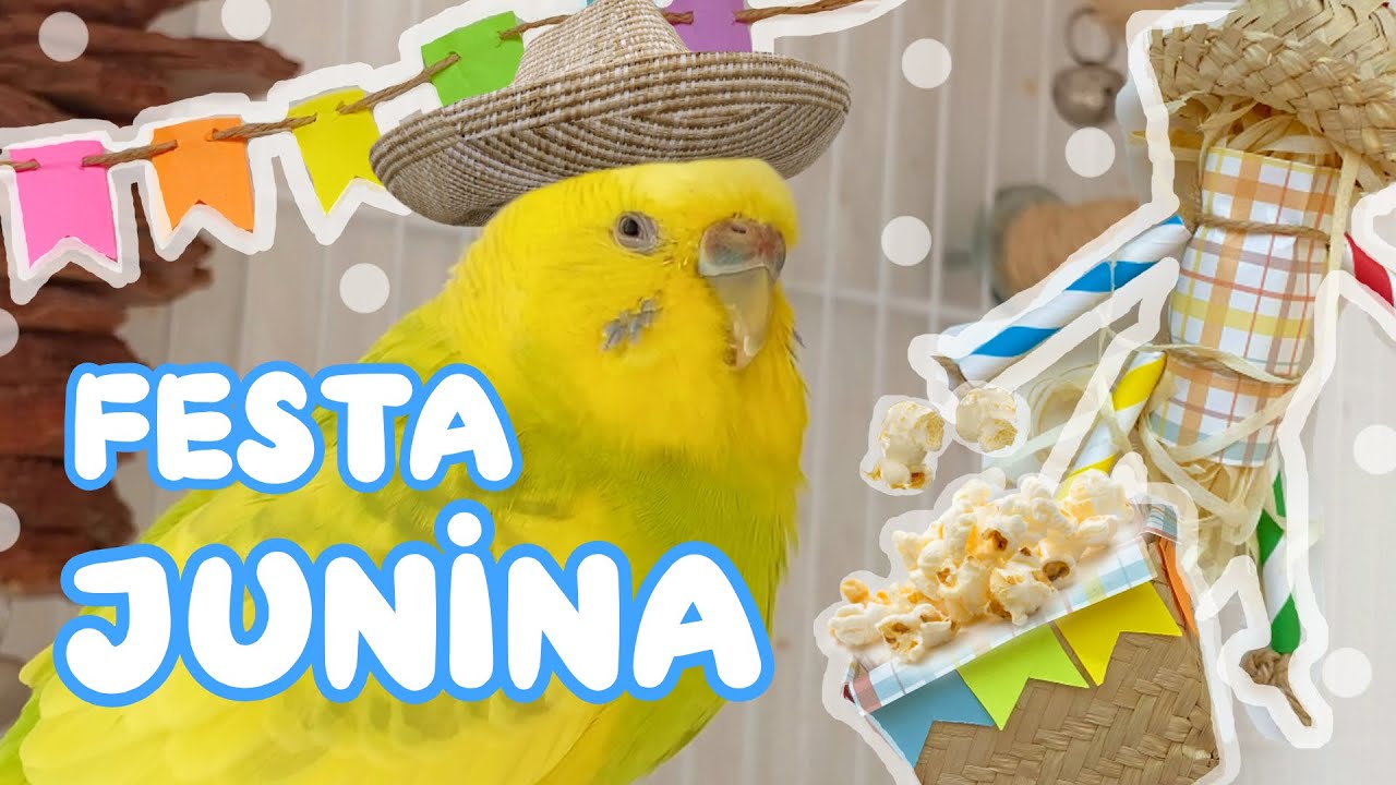 FESTA JUNINA PARA PÁSSAROS!! (decoração + brinquedo + pipoca) - Periquitos Australianos | Batatube
