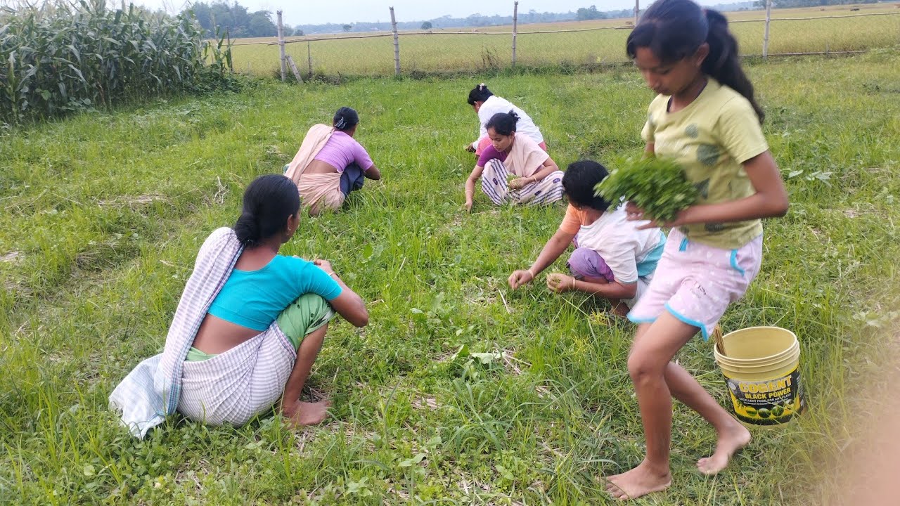 ধুনীয়া পাতৰ খেতি  Assamese Video.  05/2025