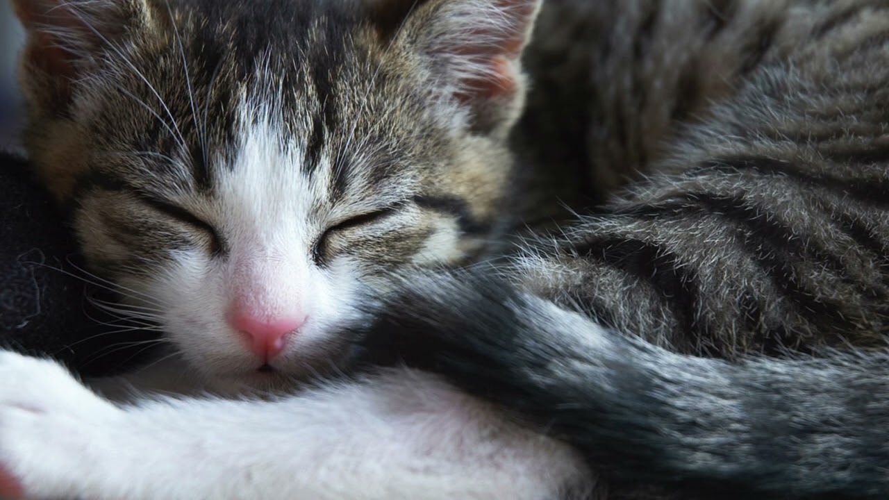 Relaxing Music for Cats 🐾 | Calming Sleep Music for Cats