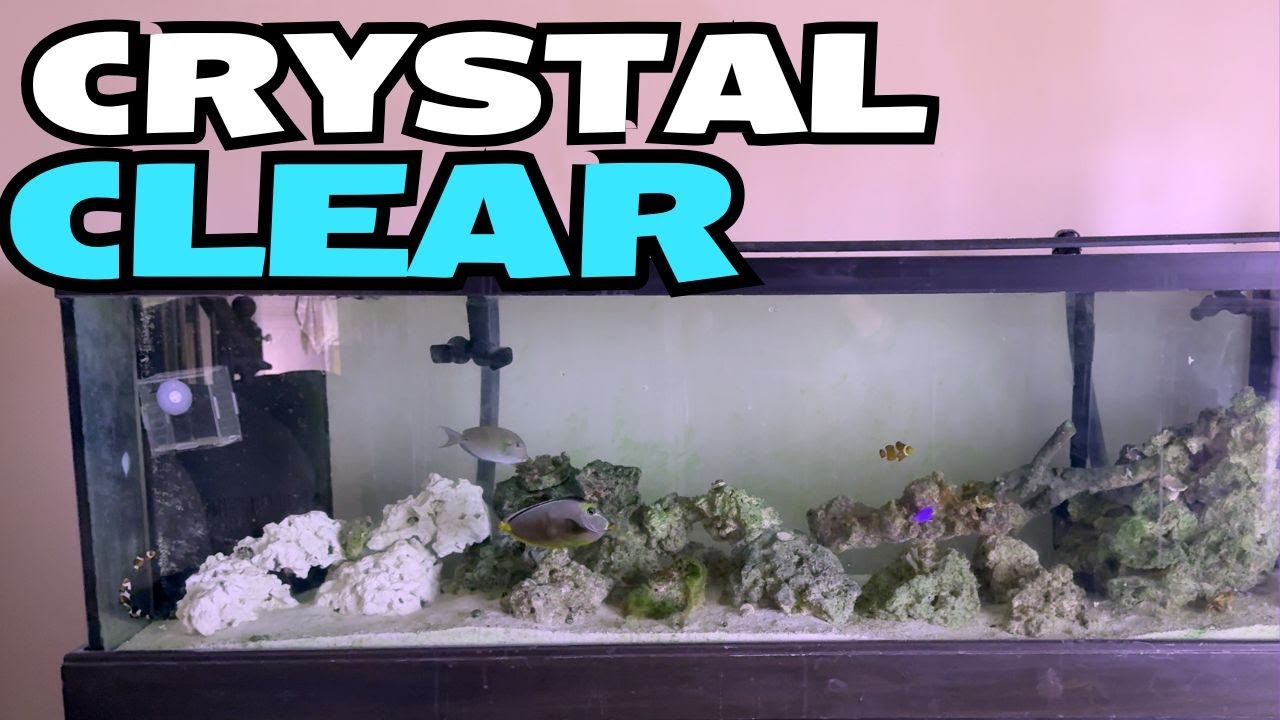 FLUVAL FX UVC IN-LINE CLARIFIER update - Fluval FX6 Canister Filter on saltwater tank