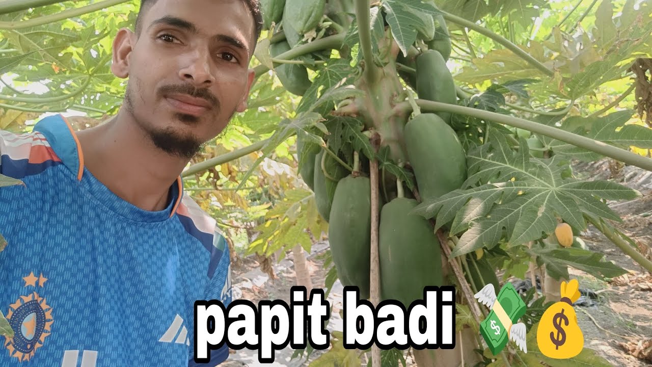 Papit badi 🥑🍋 Chhattisgarh 💸💰🛻🚛📍