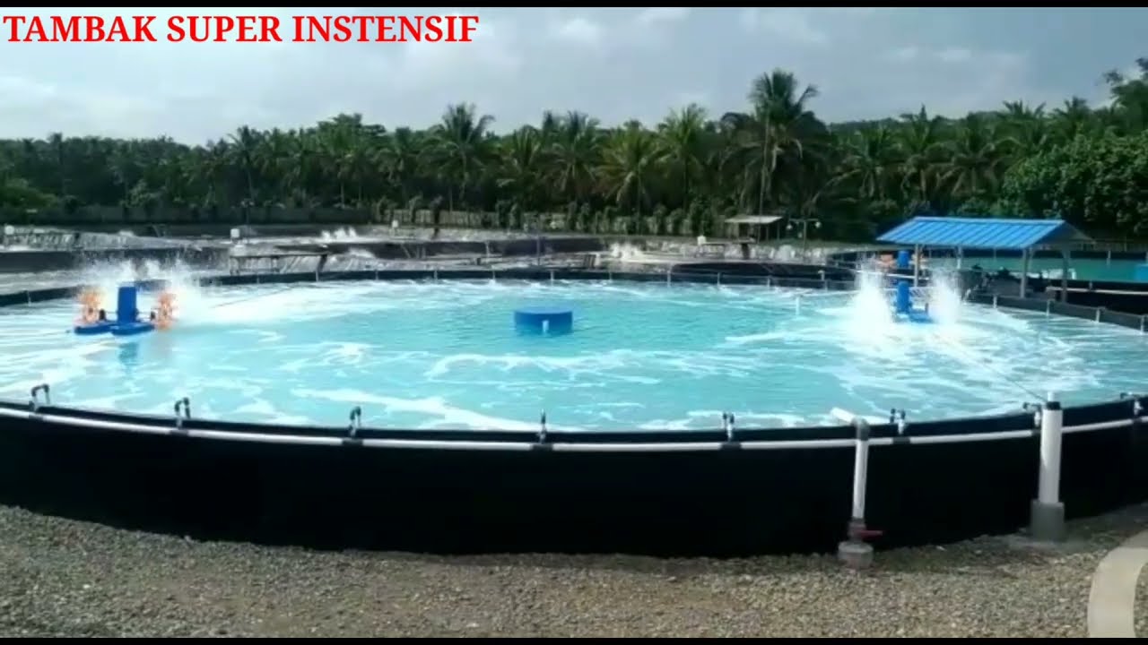 Tambak Udang Vanamei Super Intensif #viral #budidayaudang #usaha #budidayakkp