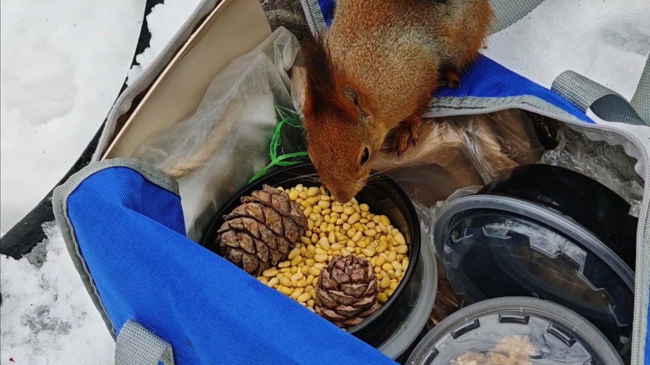 Наедине с природой / Alone with nature 🐿️ #белки #squirrel 