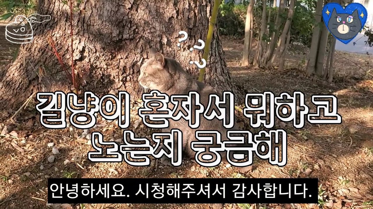 【일본길냥이】미남이가 혼자있을때 어떤행동을 하나 궁금