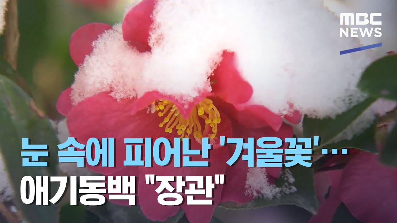 눈 속에 피어난 '겨울꽃'…애기동백 