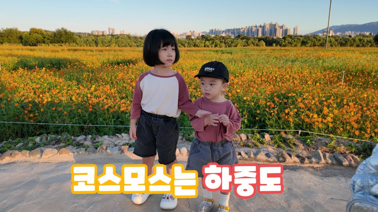 코스모스와 댑싸리, 하중도 나들이