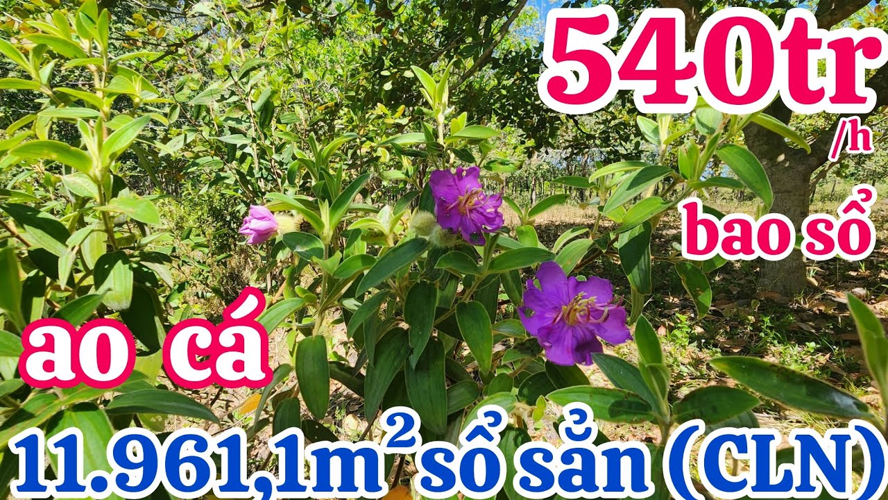 vườn cây, ao cá 💥chỉ 540tr /h (CLN)chưa qua đầu tư (11 961.1m²) lh0329393717#0362176779 gặp chủ