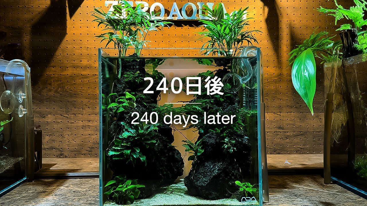 立ち上げ240日後。どうなった峡谷レイアウト/aquascape/aquarium/nanotank/vlog/