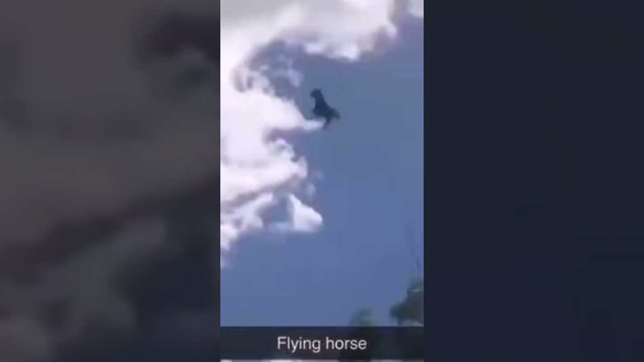 Flying horse meme