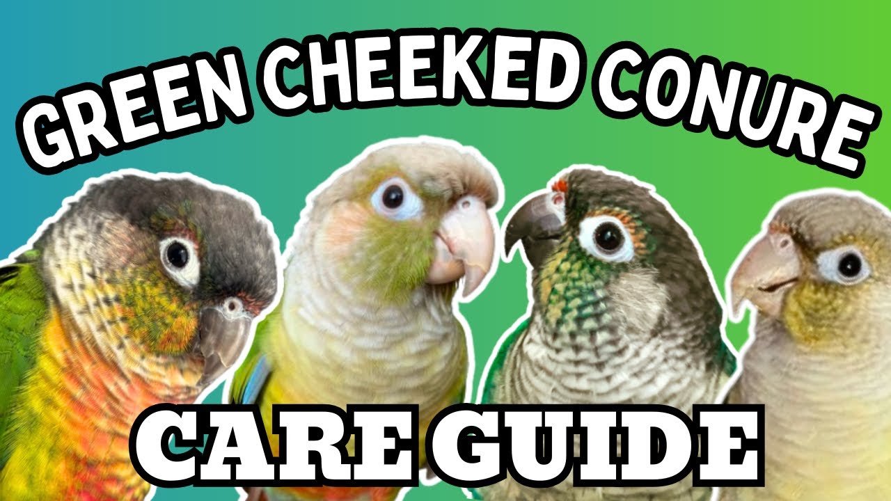 Green Cheek Conure Care Guide - Everything You Need to Know | Green Cheeked Parrot | BirdNerdSophie