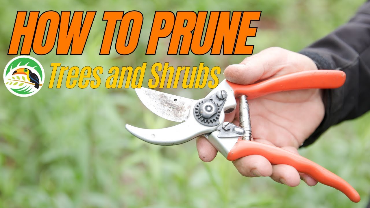 How to Prune Trees & Shrubs | Seasonal Tips for Healthier Landscaping