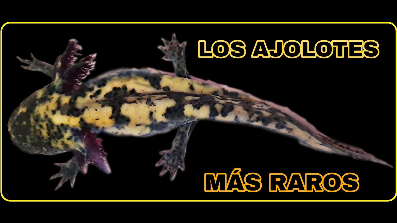 Los ajolotes más RAROS! Ajolotario Miquiztli Pachuca.