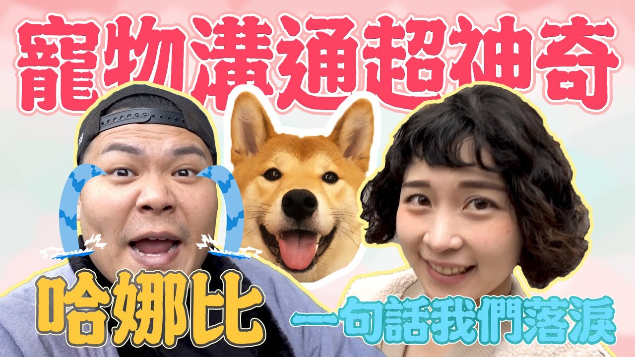 謝謝你讓我們當你的爸爸媽媽｜寵物溝通｜鐵牛婷婷