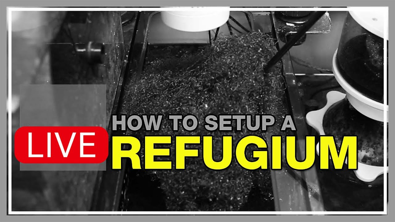 A Refugium Is the Easiest Way to Solve Nutrient Issues in a Saltwater Tank. Lights, Chaeto, Done!
