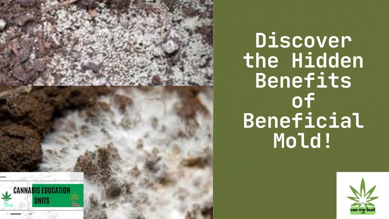 56. Beneficial Mold, Hypnotizing while high, Mental Spiraling, Cadillac Rainbow, Pressing Rosin